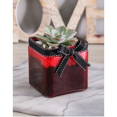 Mini Succulent Vase