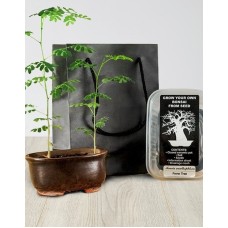Grow Your Own Bonsai (Coral Tree)