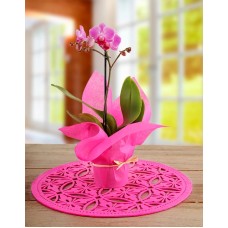 Midi Phalaenopsis Orchid Wrapped in Pink (Chocolate)