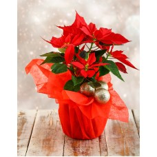 Festive Season Poinsettia