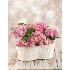 Triple Pink Hydrangea Basket