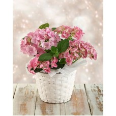 Pink Hydrangeas in White Wash Basket