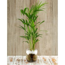 Rain Forest Delight Bamboo Plant