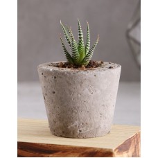 Succulent In A Cement Pot