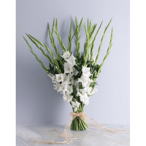 Gladiolus of Love Bouquet (Small)