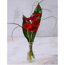 Red Stepped Gerberas