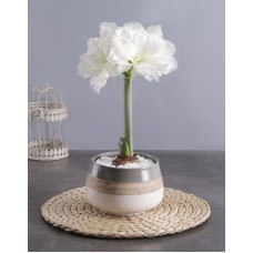 White Amaryllis Plant in Ceramic Pot (White)