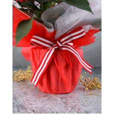 Poinsettia in Red Wrapping