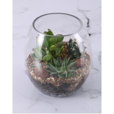 Large Succulent Fish Bowl Terrarium (Combo)
