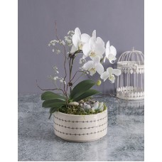 Midi Orchid Garden In A Pot