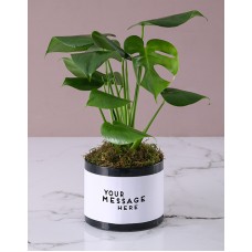 Personalised Monster Leaf in Black Box (Combo)
