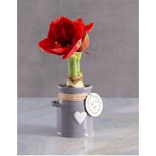 Milk Can Amaryllis (Red)