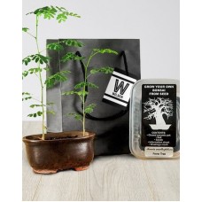 Grow Your Own Bonsai Vibrant Sensations