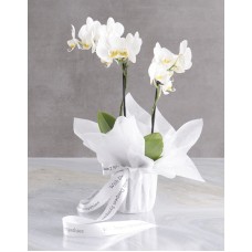 White Midi Sympathy Orchid