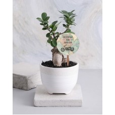 Adventurous Ficus Ginseng In A White Ceramic Pot