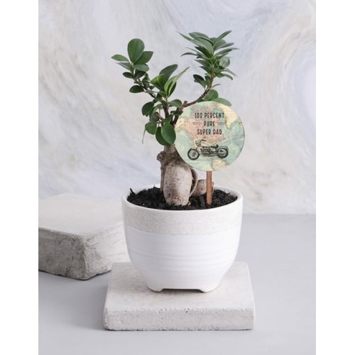 Adventurous Ficus Ginseng In A White Ceramic Pot