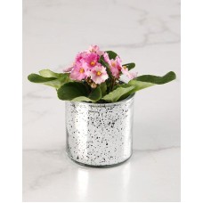African Violet Surprise (Standard)