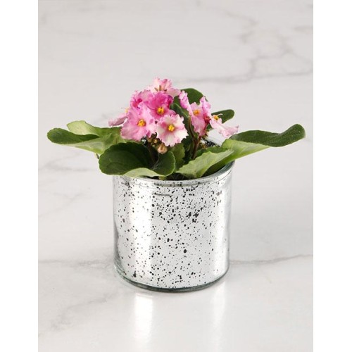 African Violet Surprise (Standard)