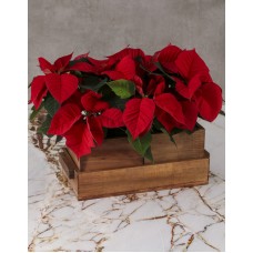 Cheerful Poinsettias in Wooden Pot