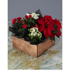 Festive Box of Joy