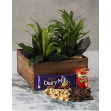 Asplenium Snack Love Crate