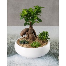 Rock Garden Bonsai Bowl