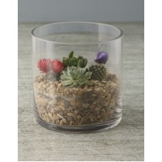 Serene Cactus And Succulent Mix