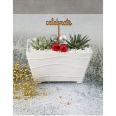 Celebratory Succulent In Ceramic Pot