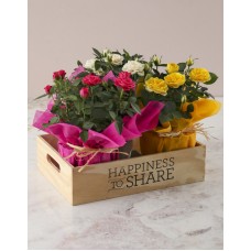 Happiness to Share Trio