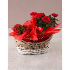 Rose Bush in a Wooden Basket (Pink)