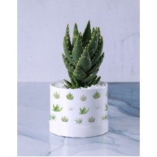 Sophisticated Aloe Hat Box Gift Set (Combo)