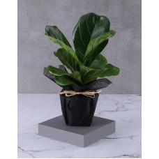 Beautiful Ficus Pot Plant Gift (Chocolate)
