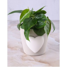 Loving Heart Leaf Pot Plant
