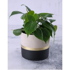 Heart Leaf Plant In Gold Striped Pot