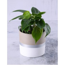 Heart Leaf Plant In Silver Striped Pot (Combo)