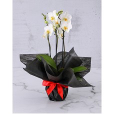 Sophisticated White Phalaenopsis Orchid (Large)
