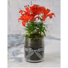 Vivid Liles In Vase