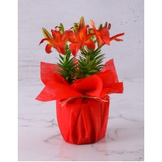 Lovely Lily Plant (Combo)