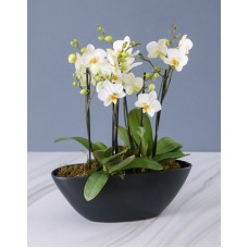 Whimsical White Orchid In Black Boat Vase (Large)