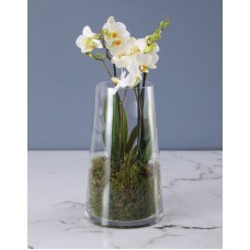 Fantastic Fairy Orchid Arrangement (Large)