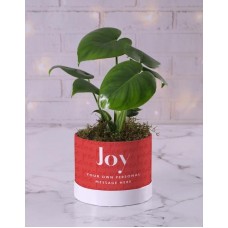 Festive Joy Monstera (Chocolate)