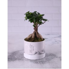 Ficus Ginseng Bonsai In Wrapped Hat Box (CHOCOLATE)