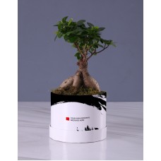 Ficus Ginseng Bonsai In Trendy Hat Box (CHOCOLATE)