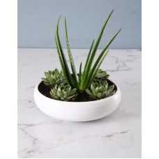 So Cute Succulents In Bowl (CHOCOLATE)