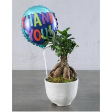 Thoughtful Thank You Plant Hamper (STANDARD)