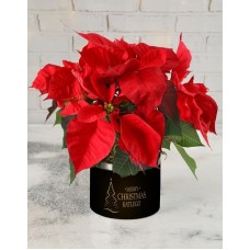 Poised Poinsettia Plant (Chocolates)