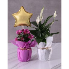 Golden Star Bloom Duo