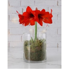 Red Amaryllis Lilly Plant (Chocolates)