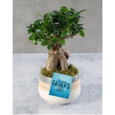 Happy Fathers Day Ficus Bonsai (Choc)