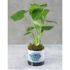 Potted Monsteria For Dad (Choc)